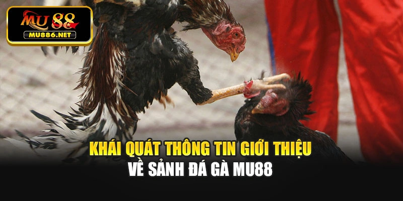 Khái quát thông tin giới thiệu về sảnh đá gà Mu88