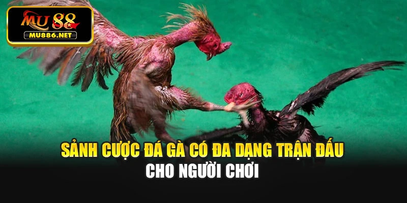 Sảnh cược đá gà có đa dạng trận đấu cho người chơi
